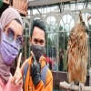 Rare febrian
